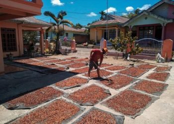 Seriusi Bertani Kakao, Ashar Hatam Panen Jutaan Rupiah