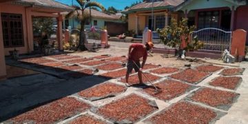 Seriusi Bertani Kakao, Ashar Hatam Panen Jutaan Rupiah