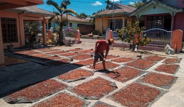 Seriusi Bertani Kakao, Ashar Hatam Panen Jutaan Rupiah