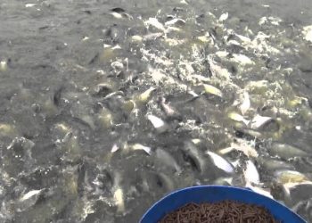 Budidaya Ikan Air Tawar, Bisa Raup Keuntungan Menjanjikan