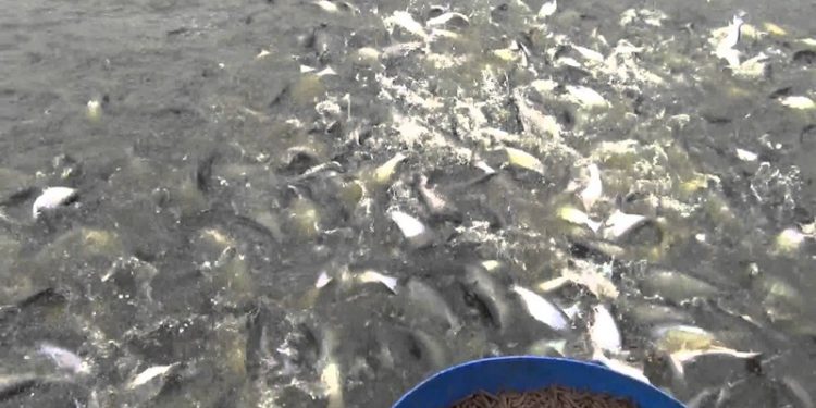 Budidaya Ikan Air Tawar, Bisa Raup Keuntungan Menjanjikan