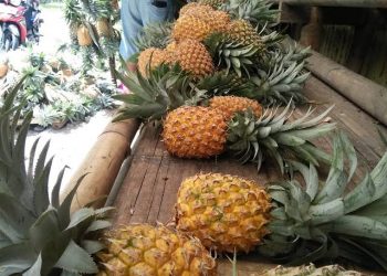 Jualan Nenas, Saryani Raup Keuntungan Lebih di Bulan Ramadhan