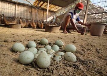 Bebek Petelur Milik Nuhin Bisa Dongkrak Ekonomi Keluarga