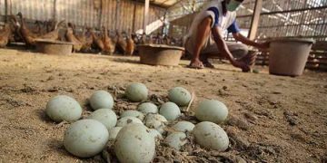 Bebek Petelur Milik Nuhin Bisa Dongkrak Ekonomi Keluarga