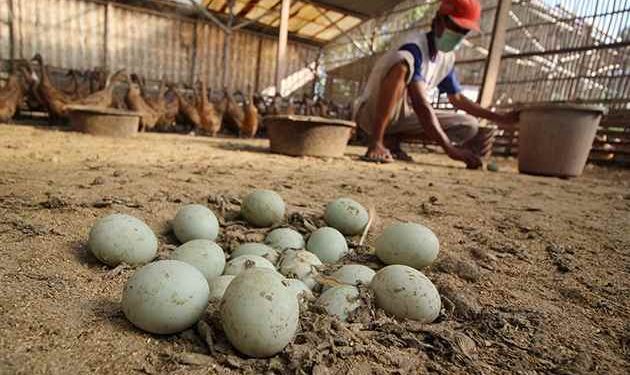 Bebek Petelur Milik Nuhin Bisa Dongkrak Ekonomi Keluarga