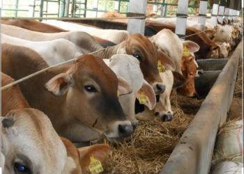 Pemkab Bolmong Distribusikan Hewan Qurban di Tiap Kecamatan