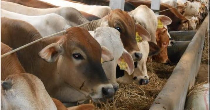 Pemkab Bolmong Distribusikan Hewan Qurban di Tiap Kecamatan