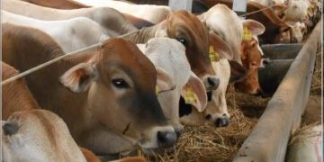 Dinas Pertanian Bolmong Siapkan Prosedur Penyembelihan Hewan Qurban