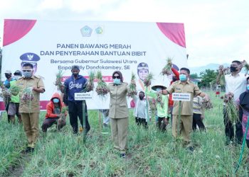 Didampingi Tatong Bara, Olly Dondokambey Panen Bawang Merah dan Jagung di Kotamobagu
