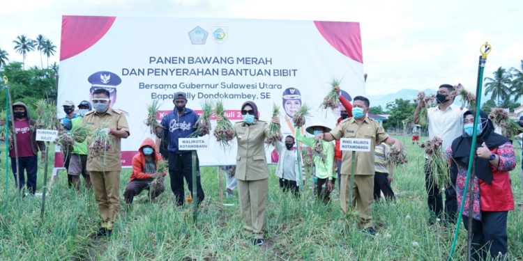 Didampingi Tatong Bara, Olly Dondokambey Panen Bawang Merah dan Jagung di Kotamobagu
