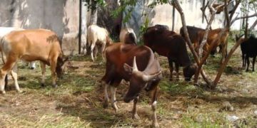 Selain Sehat, Hewan Qurban Tetap Akan Dipantau Proses Pemotongannya