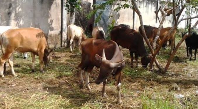 Selain Sehat, Hewan Qurban Tetap Akan Dipantau Proses Pemotongannya
