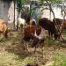 Selain Sehat, Hewan Qurban Tetap Akan Dipantau Proses Pemotongannya