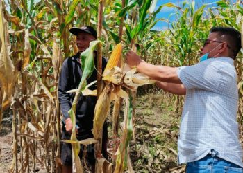 Akan Ada Kunjungan Gubernur, Nayodo Tinjau Kesiapan Lahan