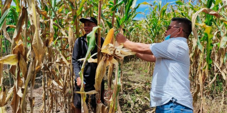 Akan Ada Kunjungan Gubernur, Nayodo Tinjau Kesiapan Lahan