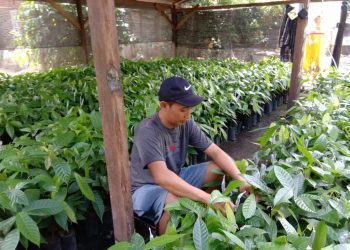 Kembangkan Bibit Buah-buahan, Akbar Raup Keuntungan Jutaan Rupiah Tiap Bulannya