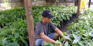 Kembangkan Bibit Buah-buahan, Akbar Raup Keuntungan Jutaan Rupiah Tiap Bulannya