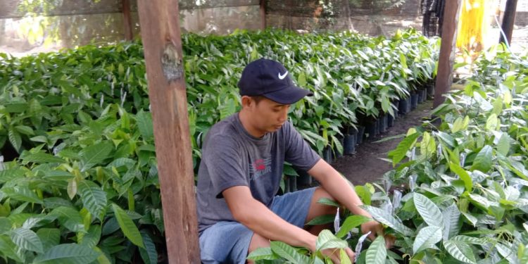 Kembangkan Bibit Buah-buahan, Akbar Raup Keuntungan Jutaan Rupiah Tiap Bulannya