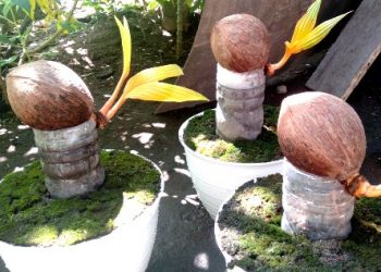 Usaha Bonsai Kelapa Hidup Milik Murni, Datangkan Keuntungan