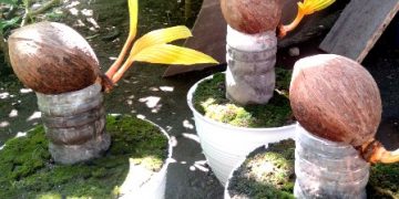 Usaha Bonsai Kelapa Hidup Milik Murni, Datangkan Keuntungan
