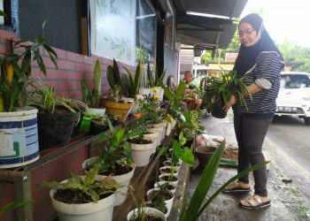 Bisnis Bunga Hias Hidup Dua Jalur Laris Manis