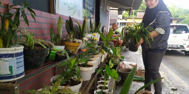 Bisnis Bunga Hias Hidup Dua Jalur Laris Manis