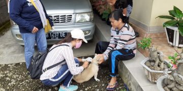 Sambut HRS, DPP Kotamobagu Vaksinasi Ratusan Ekor Anjing