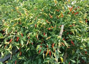 Roni Andalkan Tanaman Cabai Untuk Dongkrak Ekonomi Keluarga