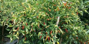 Roni Andalkan Tanaman Cabai Untuk Dongkrak Ekonomi Keluarga