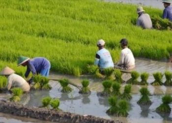 Petani Bolmong Dijamin Oleh BPJS Ketenagakerjaan