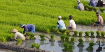Petani Bolmong Dijamin Oleh BPJS Ketenagakerjaan