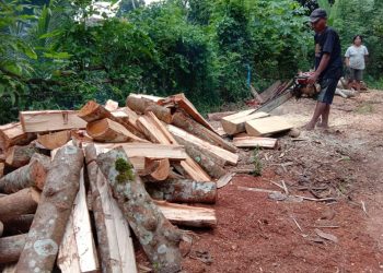 Banyak Permintaan Pabrik, Kayu Bakar Iyal Laris Manis