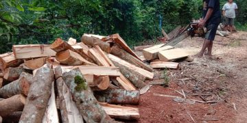 Banyak Permintaan Pabrik, Kayu Bakar Iyal Laris Manis