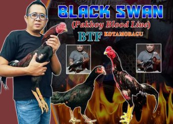 Sukses, Peternak Ayam Tarung BTF Kotamobagu Mulai Go Internasional