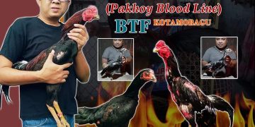 Sukses, Peternak Ayam Tarung BTF Kotamobagu Mulai Go Internasional