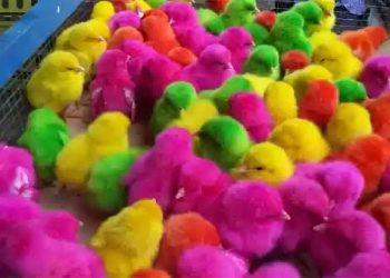 Musiman, Ayam Warna-warni Jadi Peluang Bisnis di Tengah Pandemi