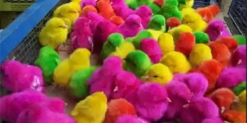 Musiman, Ayam Warna-warni Jadi Peluang Bisnis di Tengah Pandemi