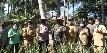 Ma’rief : Kecamatan Passi Barat Daerah Penghasil Nanas