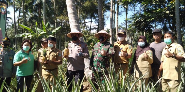 Ma’rief : Kecamatan Passi Barat Daerah Penghasil Nanas