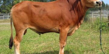 Tahun Ini Polres Boltim Siapkan Empat Ekor Hewan Kurban