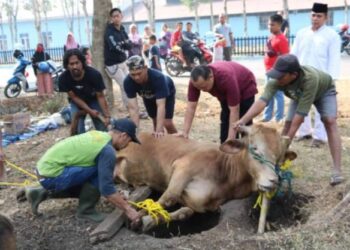 PHBI Bolmong Sembelih 336 Hewan Kurban