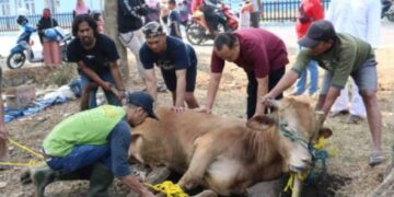 PHBI Bolmong Sembelih 336 Hewan Kurban