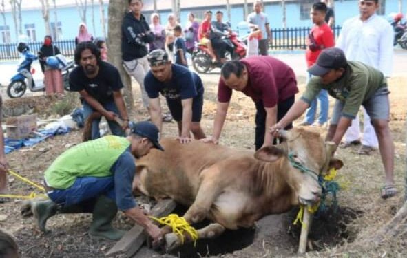 PHBI Bolmong Sembelih 336 Hewan Kurban