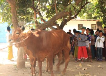 Idul Adha 1442, Pemdes Desa Bulawan Sembelih 4 Ekor Hewan Kurban