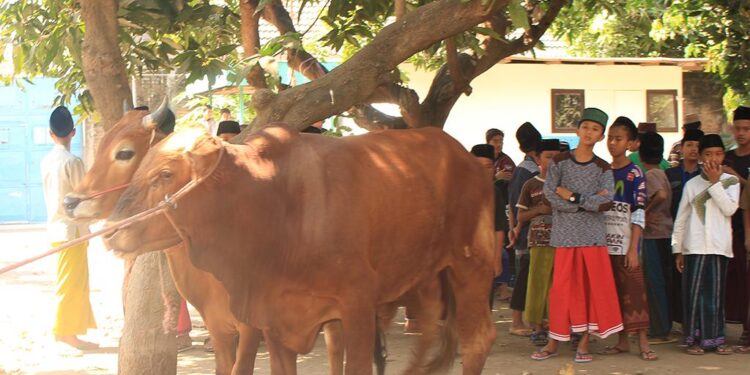 Idul Adha 1442, Pemdes Desa Bulawan Sembelih 4 Ekor Hewan Kurban