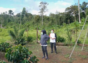 Didampingi Ketua DPRD, Tatong Tinjau Area Perkebunan Kopi Mobalang