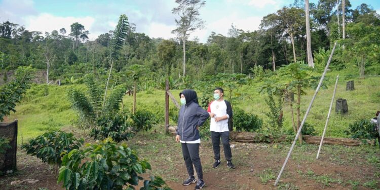 Didampingi Ketua DPRD, Tatong Tinjau Area Perkebunan Kopi Mobalang