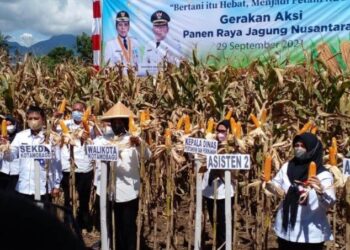 Digelar se – Indonesia, Tatong Ikut Aksi Panen Jagung Nusantara