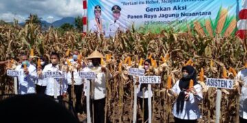 Digelar se – Indonesia, Tatong Ikut Aksi Panen Jagung Nusantara