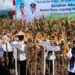 Digelar se – Indonesia, Tatong Ikut Aksi Panen Jagung Nusantara